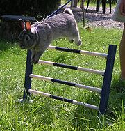 Wikipedias Hürdenspringen Hürdenspringendes Hauskaninchen