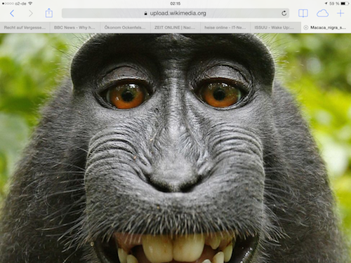 affen-selfie-gemein-gut